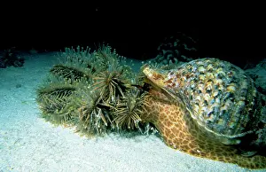 Triton: TRITON Snail in shell - attacking Crown-of-Thorns