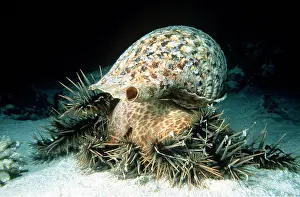 Attacking: TRITON snail in shell - attacking crown-of-thorns starfish