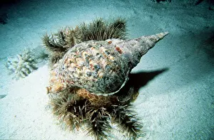 Attacking: TRITON Snail in shell (Charonia Tritonis) - attacking