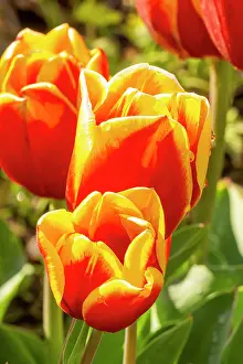 Magentas: Triumph Tulip rambo, flowers