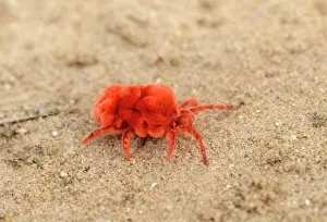 Mite: Trombidiidae, Other animals, Animals, Arachnids