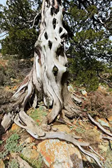 Troodos: Troodos Black Pine