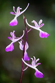 Troodos: Troodos orchid