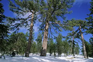 Troodos: Troodos Pines - Forest in winter snow on the upper