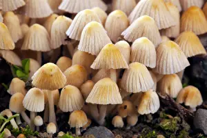 Bonnets: Trooping Crumblecap Fungus