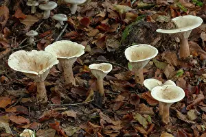 Monks: Trooping Funnel fungi, Clitocybe geotropa, group