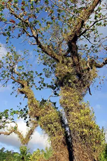Almonds: Tropical Almond Tree - with Orchid (Acampe pachyglossa)