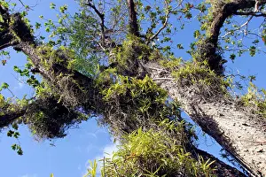 Almonds: Tropical Almond Tree - with Orchid (Acampe pachyglossa)