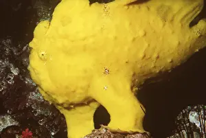 Anglerfish: TROPICAL ANGLERFISH