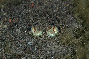Squid: Tropical Bottletail Squid