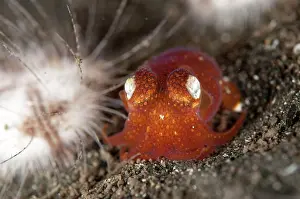 Sucker: Tropical Bottletail Squid - next to Hearth Heart