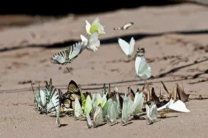 Tambopata: Tropical butterflies