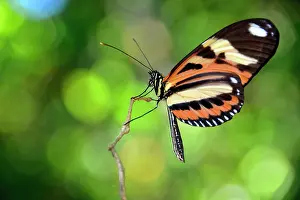 Twigs: Tropical butterfly, probably Melinaea ethra, rainforest