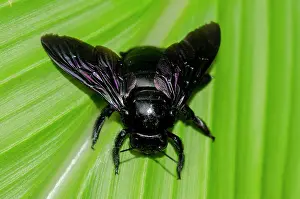 Carpenter: Tropical Carpenter Bee on leaf - Saba, Bali, Indonesia