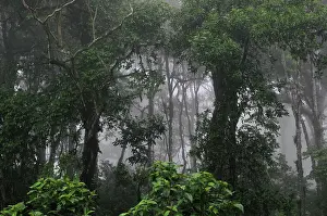 Preserves: Tropical cloud forest, Miraflor-Moropotente Nature