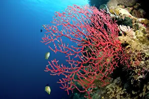 Menjangan: Tropical coral reef, Indonesia