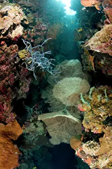 Menjangan: Tropical coral reef, Indonesia