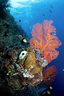 Menjangan: Tropical coral reef, Indonesia