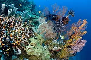Menjangan: Tropical coral reef, Indonesia, Bali, Menjangan