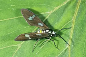 Arctiidae: Tropical Ctenuchid Moth, Ecuador