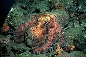 Cannibalism: Tropical Day OCTOPUS