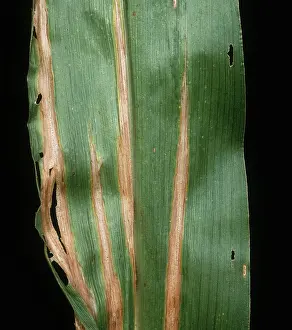 Necroses: Tropical diplodia on Corn