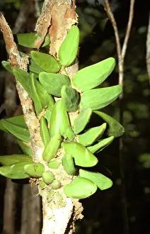 Epiphytic: A tropical epiphytic plant (Dischidia major) whose