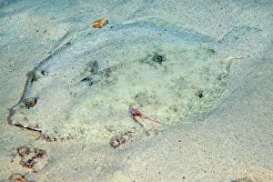 Peacock: Tropical flounder (Bothus lunatus) Flatfish Peacock