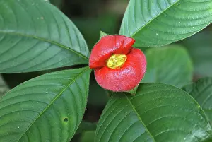 Elata: Tropical Flower