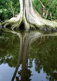 Buttress: Tropical Forest - Buttress roots