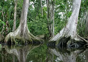 Buttress: Tropical Forest - Buttress roots in water