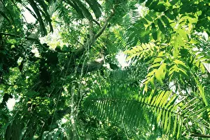Canopy: Tropical Forest - Canopy