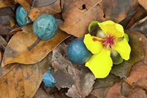 Angustifolius: tropical fruit and flower mix - fruits of the Blue