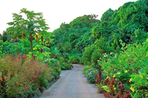 Sale: The Tropical Garden in Opunohu, a garden with
