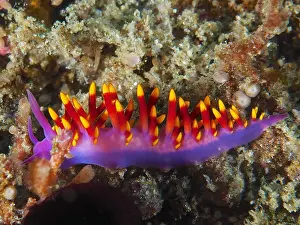 Slug: Tropical gas flame (Cuthona sibogae), thread snail