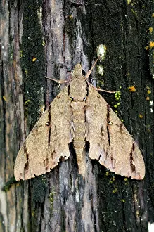 Sphingid: Tropical Hawkmoth