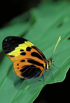 Heliconius: Tropical heliconius butterfly