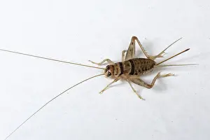 Household: Tropical house cricket