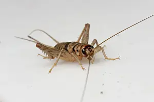 Household: Tropical house cricket