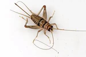 Household: Tropical house cricket