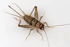 Household: Tropical house cricket