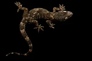 Archipelago: Tropical House Gecko (Hemidactylus benguellensis