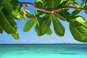 Concept: Tropical island nature background. Vacation, tra