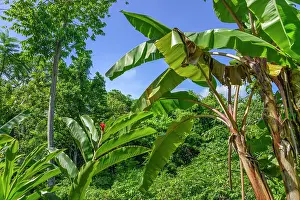 Mexican: Tropical jungle, Chiapas, Mexico, Central America