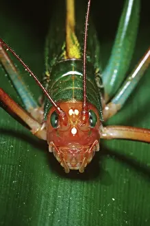Katydid: Tropical Katydid