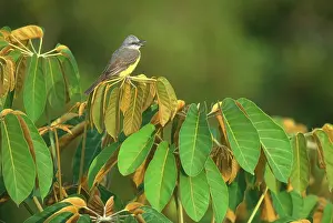 Tyrant: Tropical Kingbird