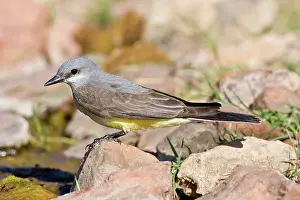 Tyrant: Tropical Kingbird