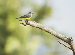 Puntarenas: Tropical kingbird