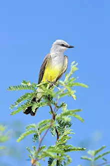 Tyrant: Tropical Kingbird