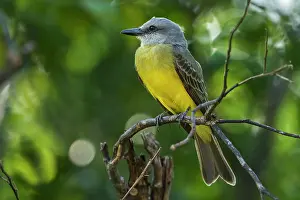 Kingbirds: Tropical Kingbird, Los Llanos, Colombia